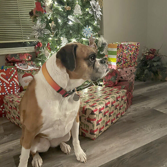 Pet Spot: DaisyMae the boxer friendly to all